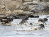 Grande migration - Great migration